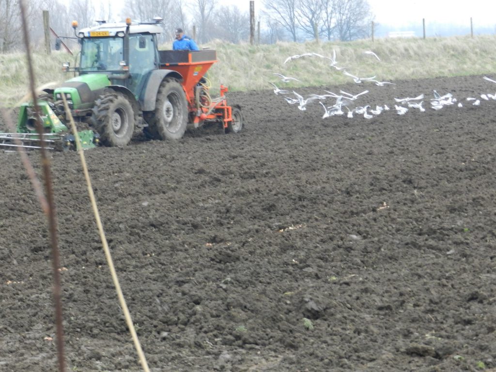 Een wolk meeuwen hangt    achter de tractor die de plantmachine trekt. In de huidige Opstalpolder is het klaarblijkelijk geen  probleem om deze vogels aan te trekken