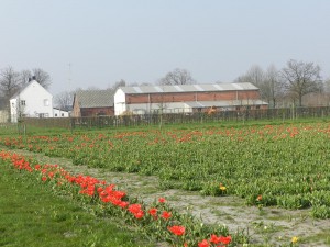 Vrijdag 9 april ging al een aantal tulpen open op de tulpenwei nabij de Bomenbank.